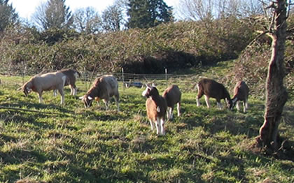 Toggenburg Dairy goats