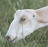 LaMancha Dairy goats