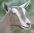 Toggenburg Dairy goats